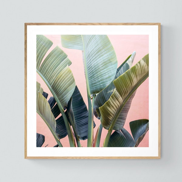 Palm Tree Print, Tropic Pink #3, Banana Tree Art, Banana Leaf Print, Fine Art Print, Tropical Decor,  Botanical Art Print, Florida Art Print