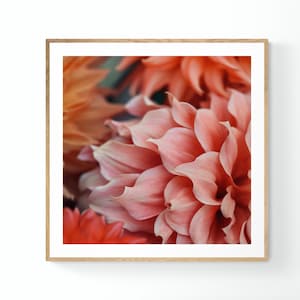 Dahlia Print, Macro Flower Photograph, Coexist, Fine Art Photograph, Floral Art, Botanical Print, Oversized Art, Flower Art Photograph imagen 1