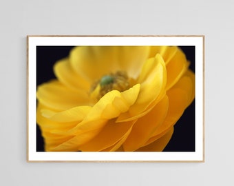 Ranunculus Art Print, Flower Art Print, Botanical Wall Art, Yellow Ranunculus #2, Floral Art, Flower Photograph, Ranunculus Photo Print