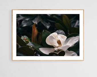 Magnolia Tree Photograph, June Magnolia #2, Botanical Art, Flower Print, Oversized Print, Tree Print, Wall Decor, Nature Art, Floral Print