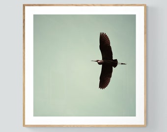 Heron Photo, Bird Print, Feather Art, Wing Photograph, Animal Print, Nature Photograph, Oversized Wall Decor, Bird Photograph, Alicia Bock