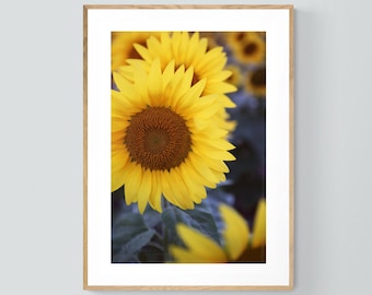 Estampado de girasol, Fotografía de macro flor, Girasol #1, Diseño floral, Arte floral, Estampado botánico, Arte de gran tamaño, Foto de flores, Alicia Bock