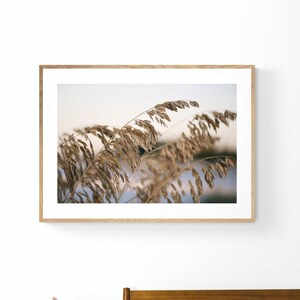 Beach Grass Print, Sea Oat #3, Dune Grass Print, Coastal Art, Coastal Photo, Florida Print, Florida Photograph, Beach Art Print, Sea Oat Art