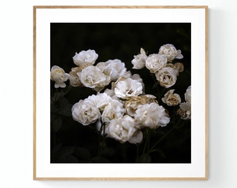 Rose Print, Rose Art, Rose Photograph, Flower Print, Flower Photograph, Botanical Print, Floral Print, Floral Art, Botanical Photograph