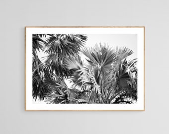 Black and White Palm Tree Print, No 16, Palm Tree Photo, Palm Tree Art, Black and White Photo, Tropical Art, Botanical Art, Tropical Photo