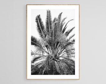 Black and White Palm Tree Print, No 15, Palm Tree Photo, Palm Tree Art, Black and White Photo, Tropical Art, Botanical Art, Tropical Photo