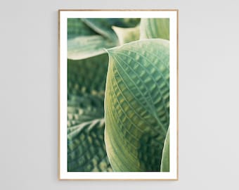 Hosta Plant Photo, Green Leaf Print, Botanical Photograph, Hosta #6, Fine Art Photograph, Alicia Bock, Green Art Print , Floral Art,Tropical