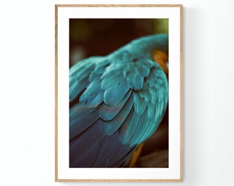 Feather Art Print, Parrot Print, Blue Feathers #4, Bird Art, Bird Print, Tropical Art Print, Florida Print, Maccaw Art, Bird Photography