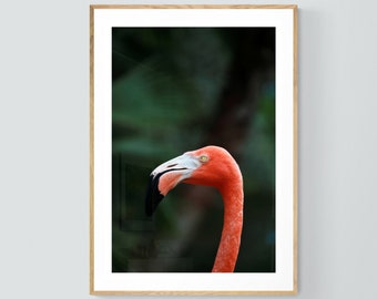 Flamingo Print, Flamingo Art,  Flamingo #5,  Bird Art, Bird Print, Feather Print, Fine Art Photograph, Pink Art Print, Florida Art Print