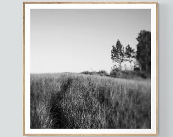 Landscape Photograph, Beach Art, Lake Michigan Art, Dunegrass Print, Walk This Way, Home Decor, Wall Art, Beach Print, Oversized Art, Bock