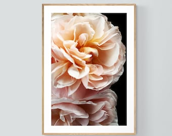 Rose Print, Rose Photograph, Floribunda #4, Oversized Art Print, Modern Botanical Photo, Floral Art Print, Pink Rose Print