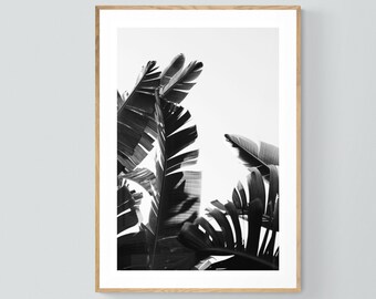 Palm Tree Print, Black and White Photograph, Tropical Art, Travel Photograph, No. 2, Tropical Print, California Print, Florida, Oversize Art