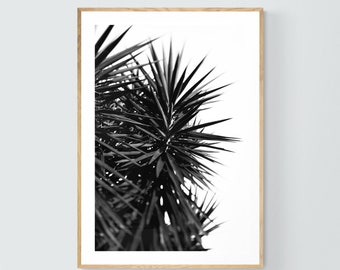 Cactus Print, Cactus Photograph, Black and White Cactus Study #1, Black and White Print, Minimalist Art, Floral Art Print, Botanical Art