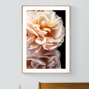Rose Print, Rose Photograph, Floribunda #4, Oversized Art Print, Modern Botanical Photo, Floral Art Print, Pink Rose Print