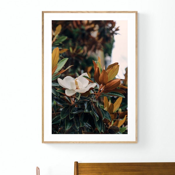 Magnolia Tree Photograph, June Magnolia #3, Botanical Art, Flower Print, Charleston Photograph, Floral Art, Charleston Art, Floral Print