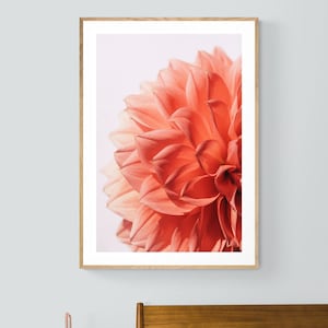 Dahlia Print, Macro Flower Photograph, Pink Lady, Fine Art Photograph,Floral Art, Botanical Print, Oversized Art, Flower Photo, Floral Art image 1