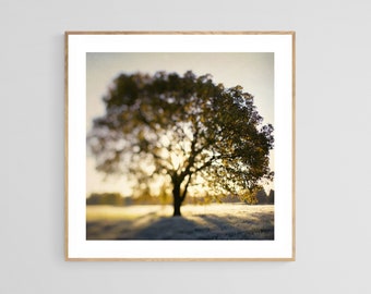Nature Photography, Tree Photograph, Autumn Art, Michigan Fine Art Print, The Joy Tree, Oversized Wall Print, Landscape Photograph, Fall Art