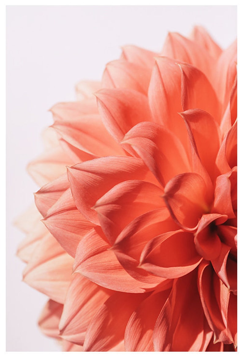 Dahlia Print, Macro Flower Photograph, Pink Lady, Fine Art Photograph,Floral Art, Botanical Print, Oversized Art, Flower Photo, Floral Art image 2