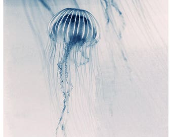 Nature Photography - Animal Art - Ocean Art - Sealife- Jelly Fish- Fine Art Photo - Deep Blue Sea #1 - Jellyfish - Home Decor - Wall Art