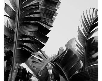 Palm Tree Print - Black and White Photograph - Tropical Art - Travel Photograph -No. 12- Tropical Print -California - Florida - Oversize Art