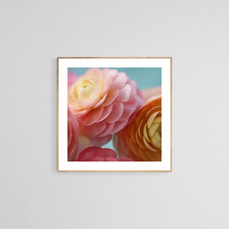 Flower Photograph, Ranunculus Print, Light From Within, Fine Art Photograph, Flower Art, Botanical Print, Pink Art, Oversized Art, Floral image 1