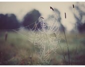 Nature Photography - Spider Web  - Fine Art Photograph - Green - Dew - Raindrops - Web 1 - Autumn Art - Field - Landscape Photograph - Bock