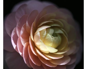 Photography - Flower Photograph - Nature Photography - Pink -  Ranunculus Print - Her Secrets -  Flower Art - Oversized Art - Flower Print