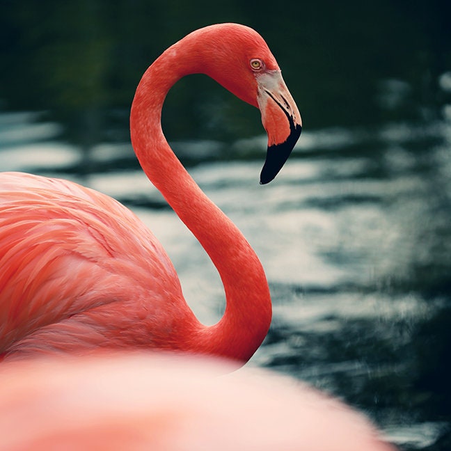 Iphone 14 pro flamingo