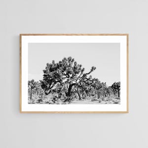 Joshua Tree Photograph, Desert Print, Southwestern Landscape Photography, Boho Art Print, Cactus Print, Desert Wall Art, Joshua Tree Print