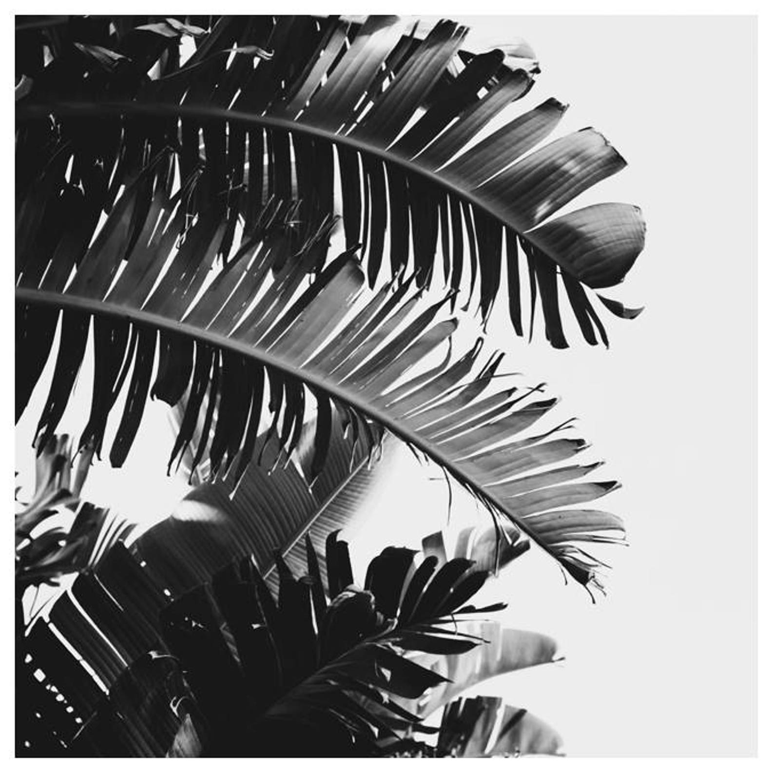 Palm Tree Wall Art Black and White Photo Tropical Art Etsy