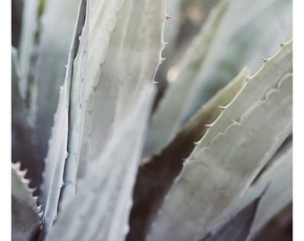 Agave Print, Succulent Print, Winter Agave 2, Botanical Print, Floral Art, Alicia Bock, Cactus Print, Oversized Print, Cactus Art, Bock