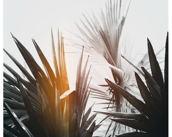 Palm Tree Print - Black and White Photograph - Tropical Art - Travel Photograph - Flare #1 - Tropical Print -California -Florida - Oversize