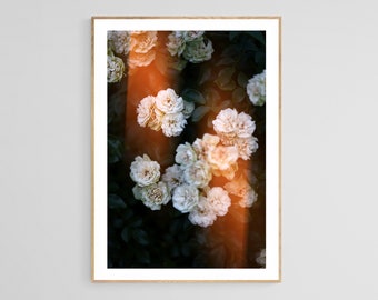 Rose Art Print, Rose Photograph, Rosy Glow #1, Floral Photograph, Flower Print, Flower Art, Modern Botanical Photo, Floral Art Print, Roses