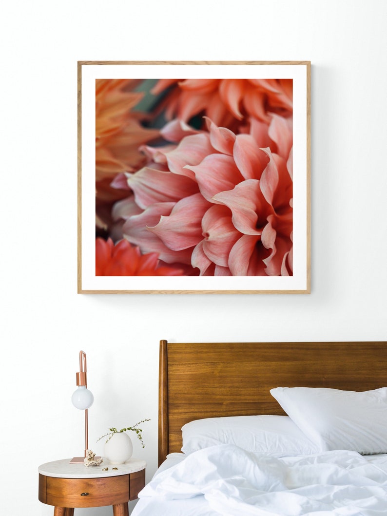 Dahlia Print, Macro Flower Photograph, Coexist, Fine Art Photograph, Floral Art, Botanical Print, Oversized Art, Flower Art Photograph image 1