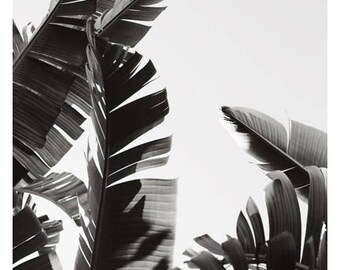 Palm Tree Print - Black and White Photograph - Tropical Art - Travel Photograph - No. 2- Tropical Print -California - Florida - Oversize Art