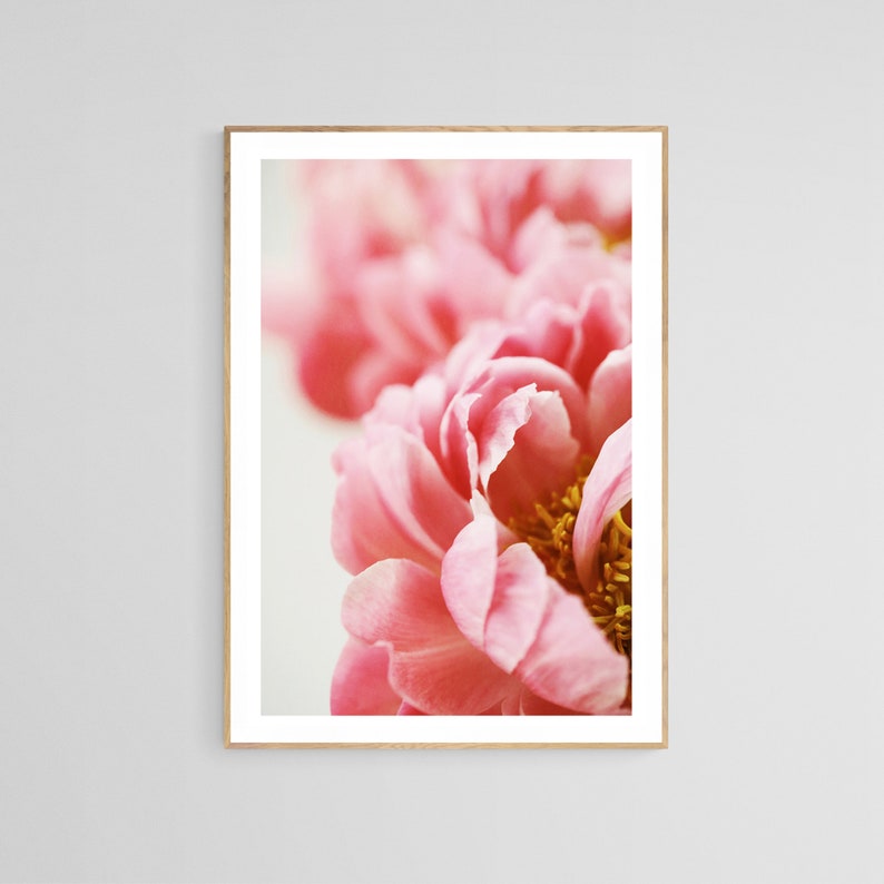 Peony Photograph, Flower Photograph, Myra, Peony Art Print, Pink Print, Floral Art Print, Botanical Art Print, Peony Print, Floral Art Print image 1