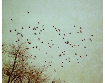 Nature Photograph - Bird Art - Birds - Flying - Tree Photograph - Restless Revisited - Original Fine Art Photograph