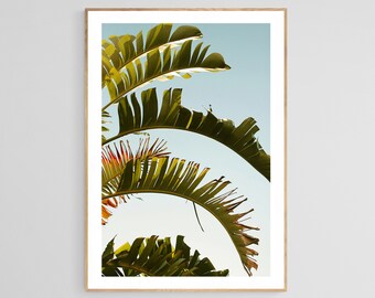 Palm Tree Art, Tropical Print, Botanical Art Print, Balmy, Fine Art Photo, Florida Print, California Photograph, Oversized Wall Art Print