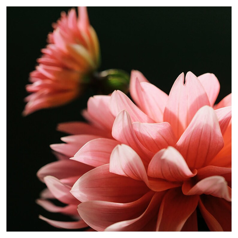 Dahlia print macro flower photograph being seen fine art etsy