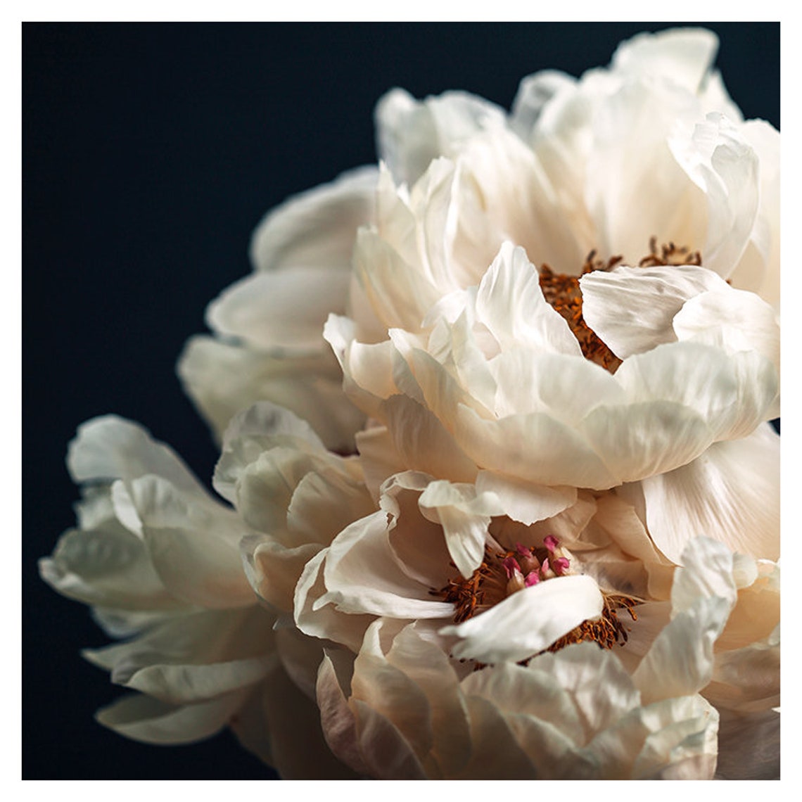 Peony Art, Flower Photograph, Peony Print, Loved Your More, Botanical
