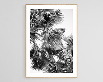 Black and White Palm Tree Print, No 17, Palm Tree Photo, Palm Tree Art, Black and White Photo, Tropical Art, Botanical Art, Tropical Photo