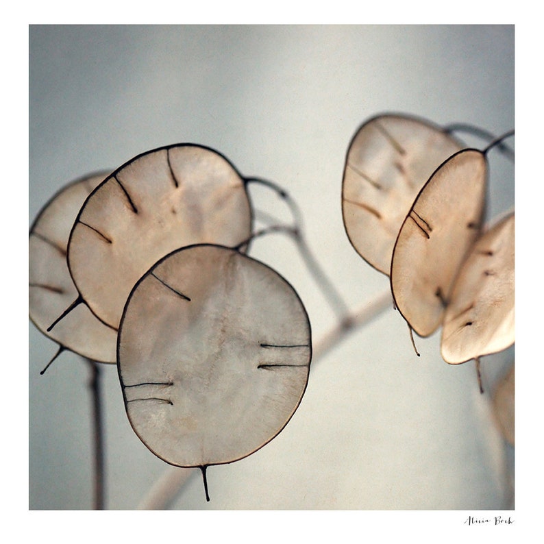 Lunaria Fotografie, Blumenwandkunst, blaue Kunst, Platin, Blumendruck, botanische Druck, Blumenkunst, Geldpflanze, Samenkapselkunst, Blumendruck Bild 2