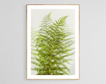 Fern Photograph, Botanical Print, Floral Photography, Nature Photograph,  Fine Art Photograph, Fern Study #1, Oversized Floral Print