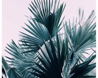 Palm Tree Print, Tropical Art Print, Botanical Print, Palm Tree Photograph, Island Winds, Fine Art Print, California Print, Florida Print