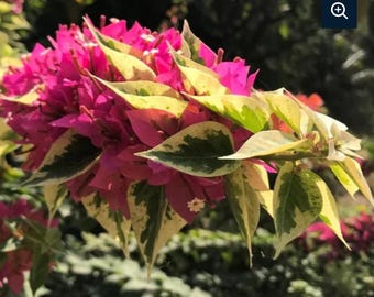 Bougainvillea Pink Pixie Queen. Small 4” only letting a few go- see pic .  Bougainvillea experience necessary!