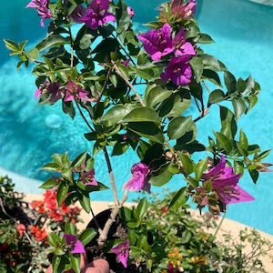 May include: A potted bougainvillea plant with vibrant purple flowers and green leaves. The plant is in a black pot and is held by a person. The background features a turquoise swimming pool and other colorful plants.