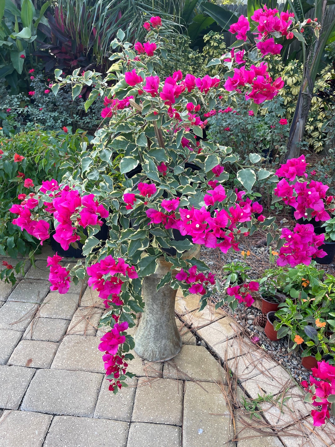 Variegated Raspberry Raspberry Ice Variegated Bougainvillea - 4 Inch Starter Plant Mature ...