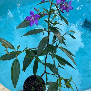 Tibouchina Granulosa (Purple Glory)  a large tree/ bush variety. 1 gallon  plant. Only a few are being let go!   See  new pics July 26, 2025