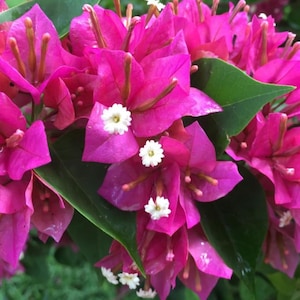 May include: Close-up of vibrant pink bougainvillea flowers with small white blossoms. The flowers have a delicate, papery texture and are surrounded by green leaves. The image captures the beauty of a flowering plant.