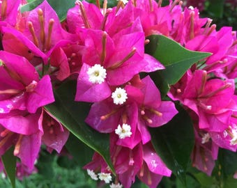 Bougainvillea Pink Pixie-Hawaiin torch/ Pixie.  4” Starter plant  Mature second season plants